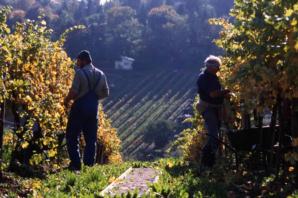 Weinlese am Reisenberg